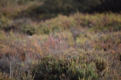 Cisticola juncidis