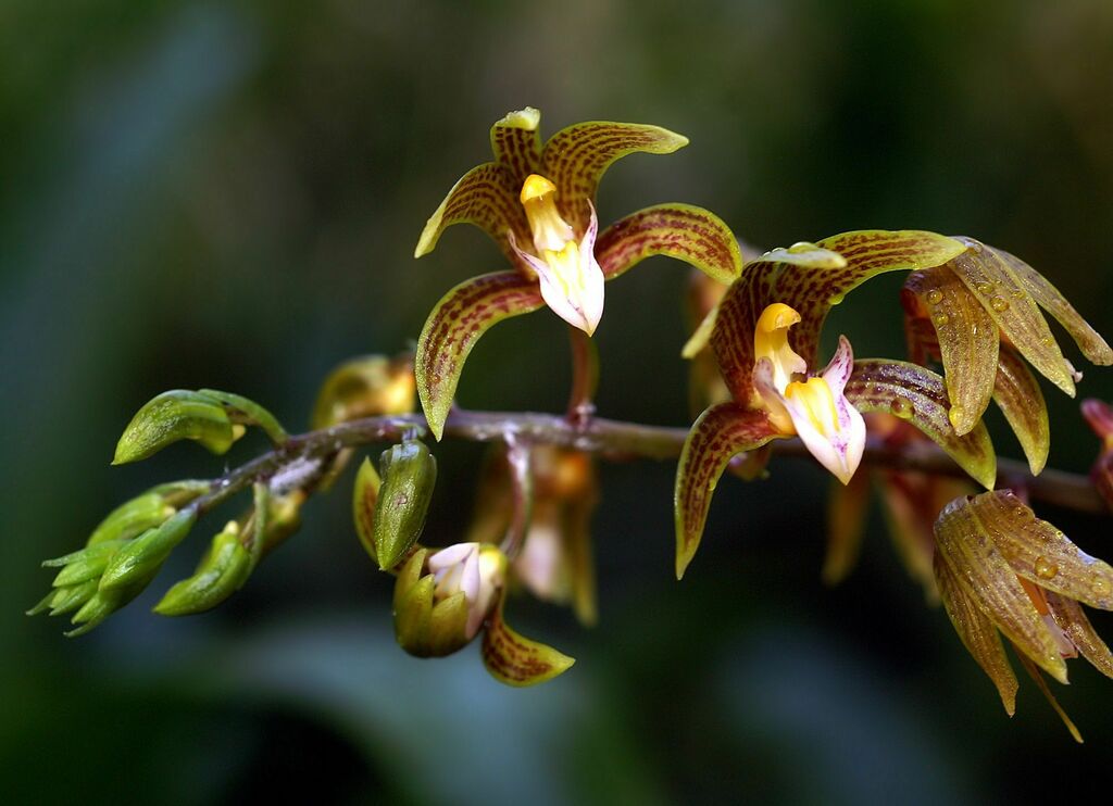 Chrysoglossum ornatum (Chrysoglossum ornatum)