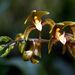 Chrysoglossum ornatum - Photo (c) Orchi, μερικά δικαιώματα διατηρούνται (CC BY-SA)