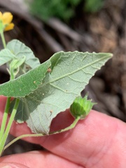Abutilon oxycarpum