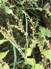Veronica urticifolia