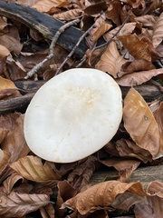 Agaricus essettei