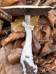 Agaricus essettei