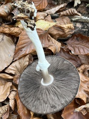 Agaricus essettei