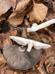Agaricus essettei