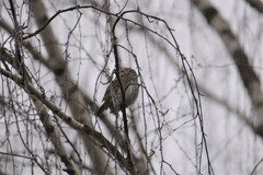 Glaucidium passerinum