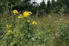 Jacobaea paludosa paludosa