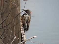 Colaptes auratus luteus × cafer