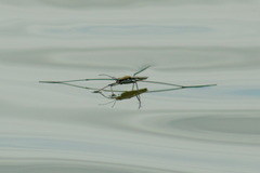 Aquarius paludum paludum