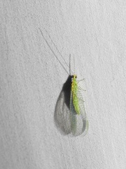 Apertochrysa edwardsi