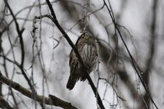 Glaucidium passerinum