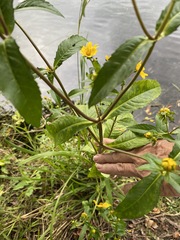 Bidens laevis
