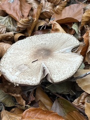 Agaricus essettei