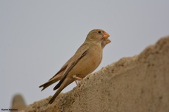 Bucanetes githagineus