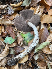 Agaricus essettei