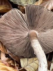 Agaricus essettei