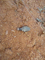 Myrmeleontidae