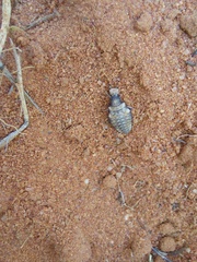 Myrmeleontidae