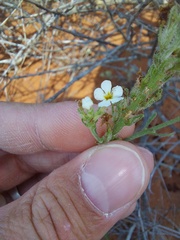 Lyperia