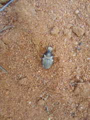 Myrmeleontidae