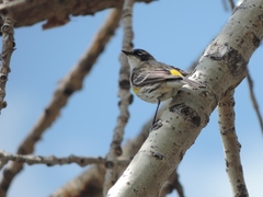 Setophaga coronata