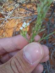 Lyperia