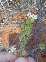 Lyperia