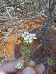 Lyperia