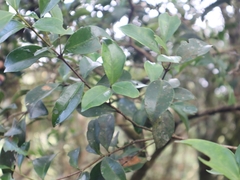 Microtropis yunnanensis