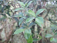 Microtropis yunnanensis