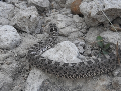 Crotalus aquilus