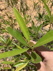 Samadera bidwillii