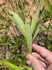 Samadera bidwillii