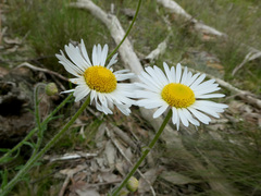 Brachyscome diversifolia