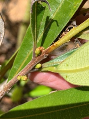 Samadera bidwillii