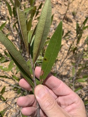 Samadera bidwillii