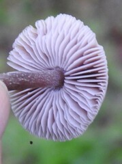 Mycena pura