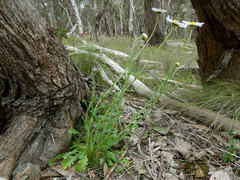 Brachyscome diversifolia