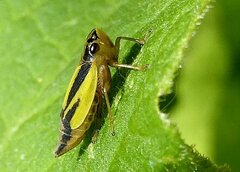 Evacanthus interruptus