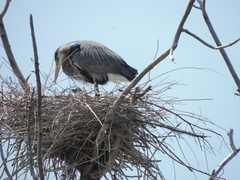 Ardea herodias