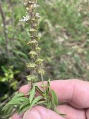 Ocimum basilicum