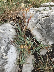 Bupleurum ranunculoides