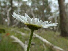 Brachyscome diversifolia