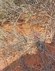 Lyperia