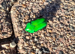 Ischiopsopha wallacei