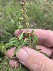 Ocimum basilicum