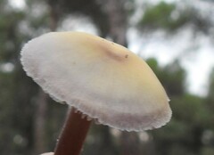 Mycena pura