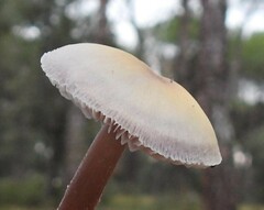 Mycena pura