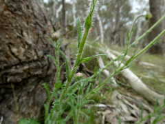 Brachyscome diversifolia