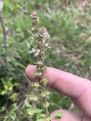 Ocimum basilicum